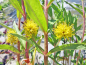 Preview: Blüten und Blätter des Straußgilbweiderichs